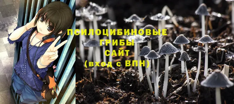 дарнет шоп  Острогожск  Псилоцибиновые грибы Psilocybine cubensis 